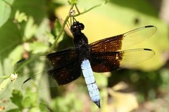 Thermorthemis madagascariensis