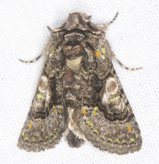 Behrensia conchiformis