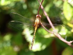 Orthetrum abbotti