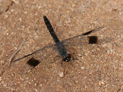 Brachythemis leucosticta