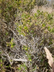 Rhagodia candolleana