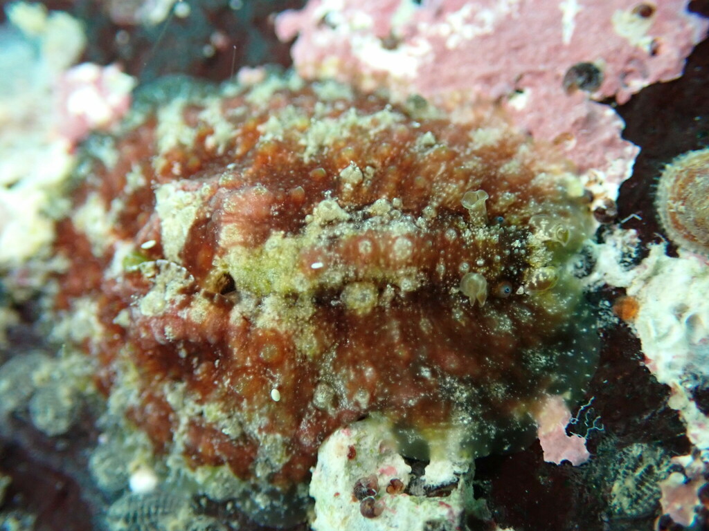 Warty Seacat from Kailua-Kona, HI, USA on July 18, 2023 at 11:08 AM by ...