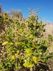 Rhagodia candolleana