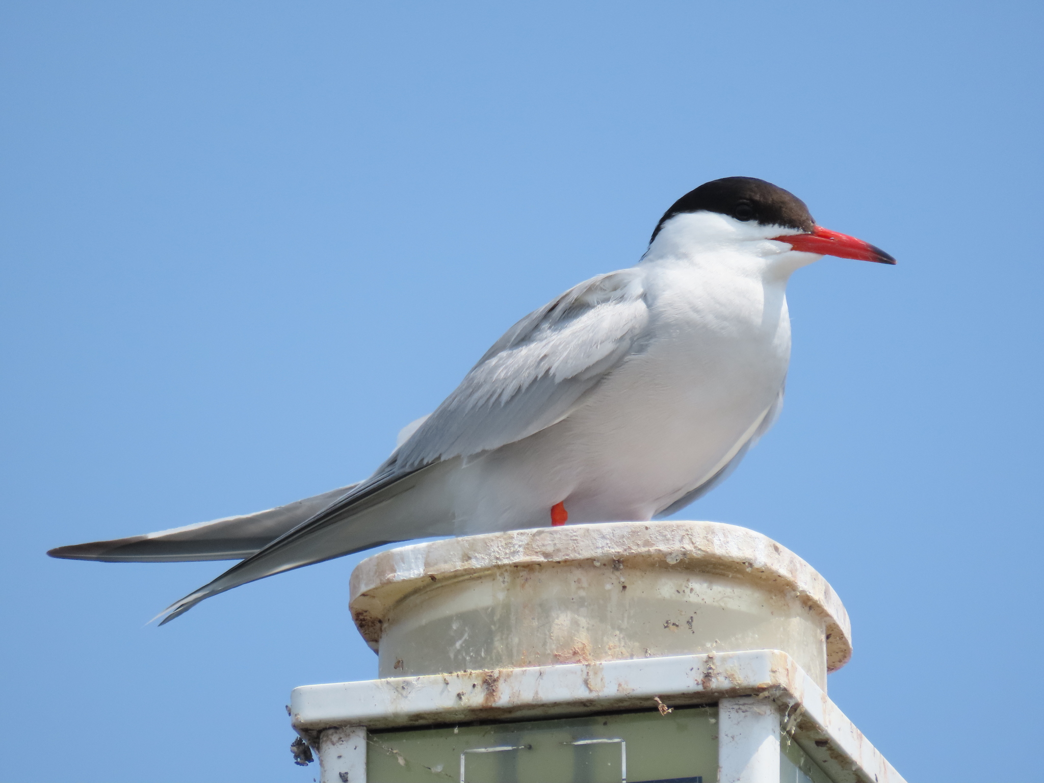 Common Tern (Sterna hirundo)