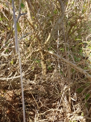 Rhagodia candolleana