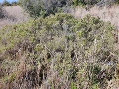 Rhagodia candolleana