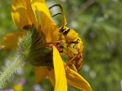 Ochraethes pollinosus