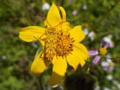 Ochraethes pollinosus