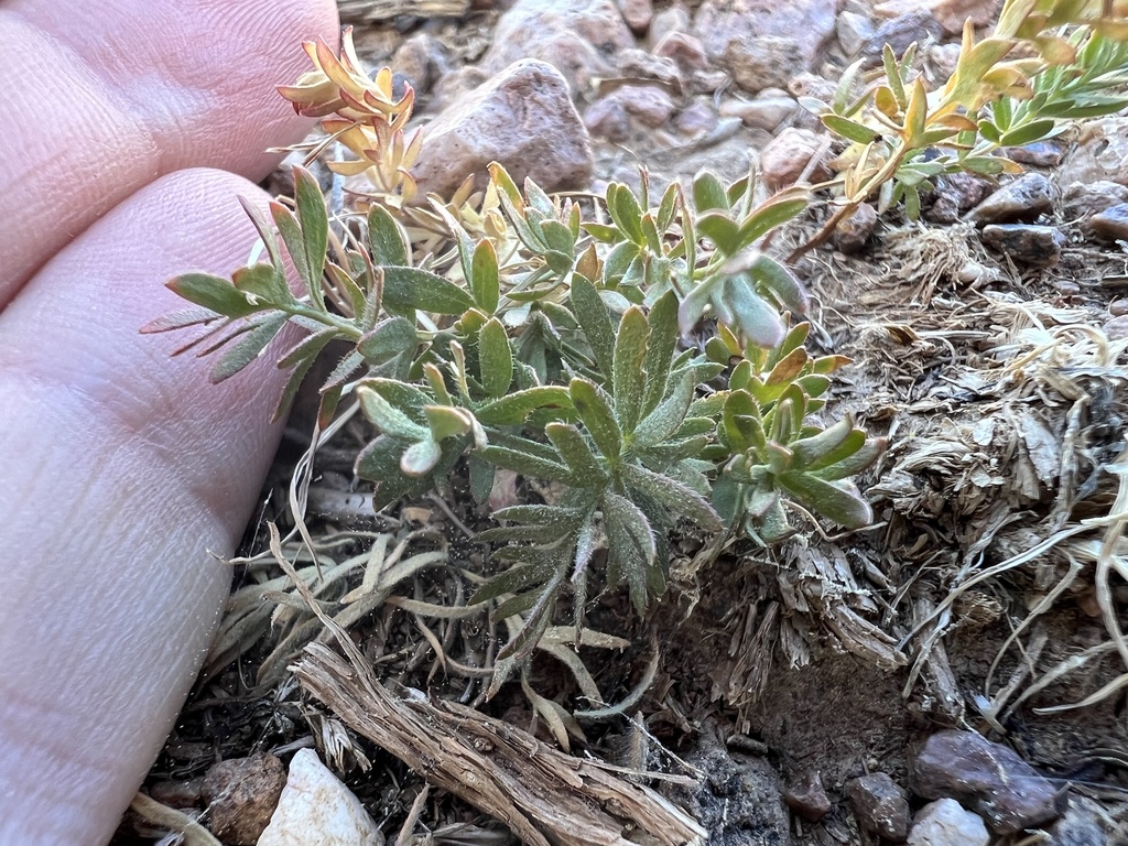 ber's ivesia in July 2023 by Corey Lange · iNaturalist