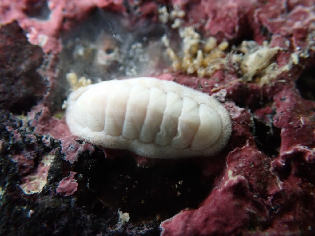 Stenoplax petaloides