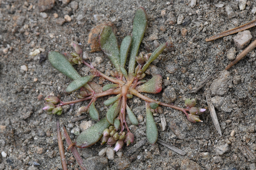 pygmy pussypaws (Calyptridium pygmaeum)