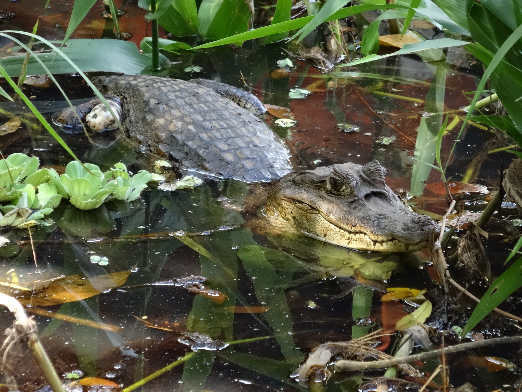 Pinces crocodiles tôle - camac cie