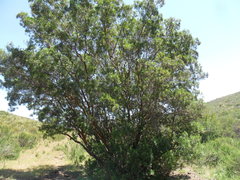Ornithostaphylos oppositifolia