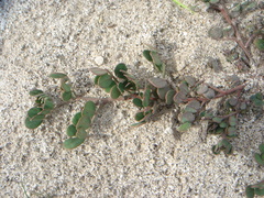 Acmispon maritimus brevivexillus
