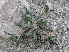 Loeseliastrum schottii