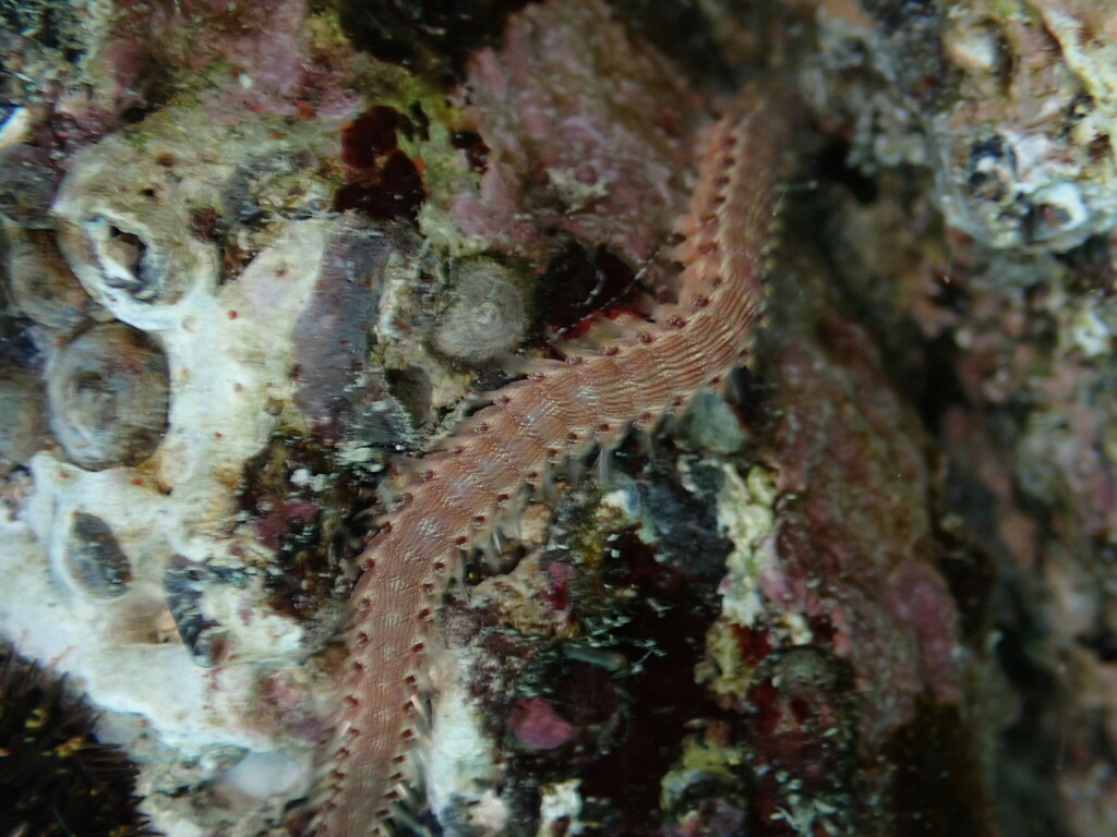 Lined Fireworm
