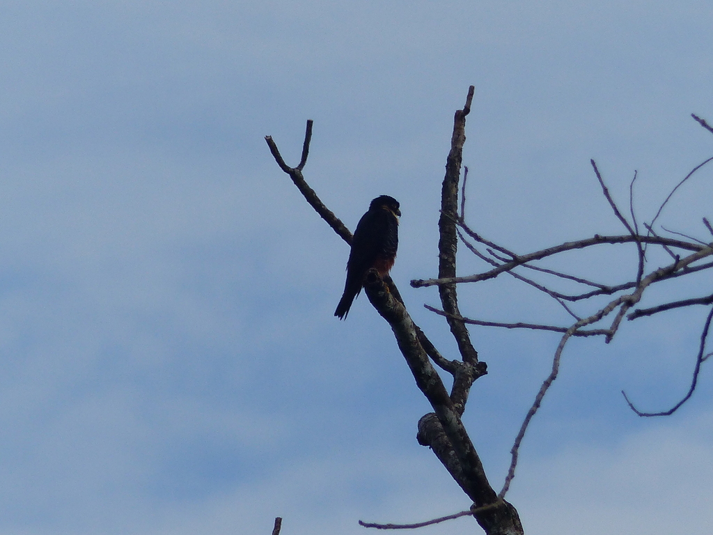 Bat Falcon from Régina 97390, Guyane française on July 16, 2023 at 04: ...