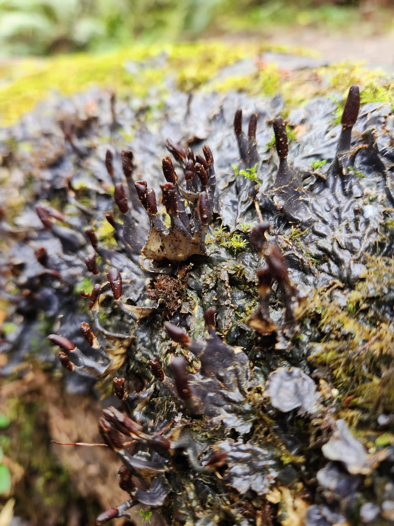 Peltigera gallowayi