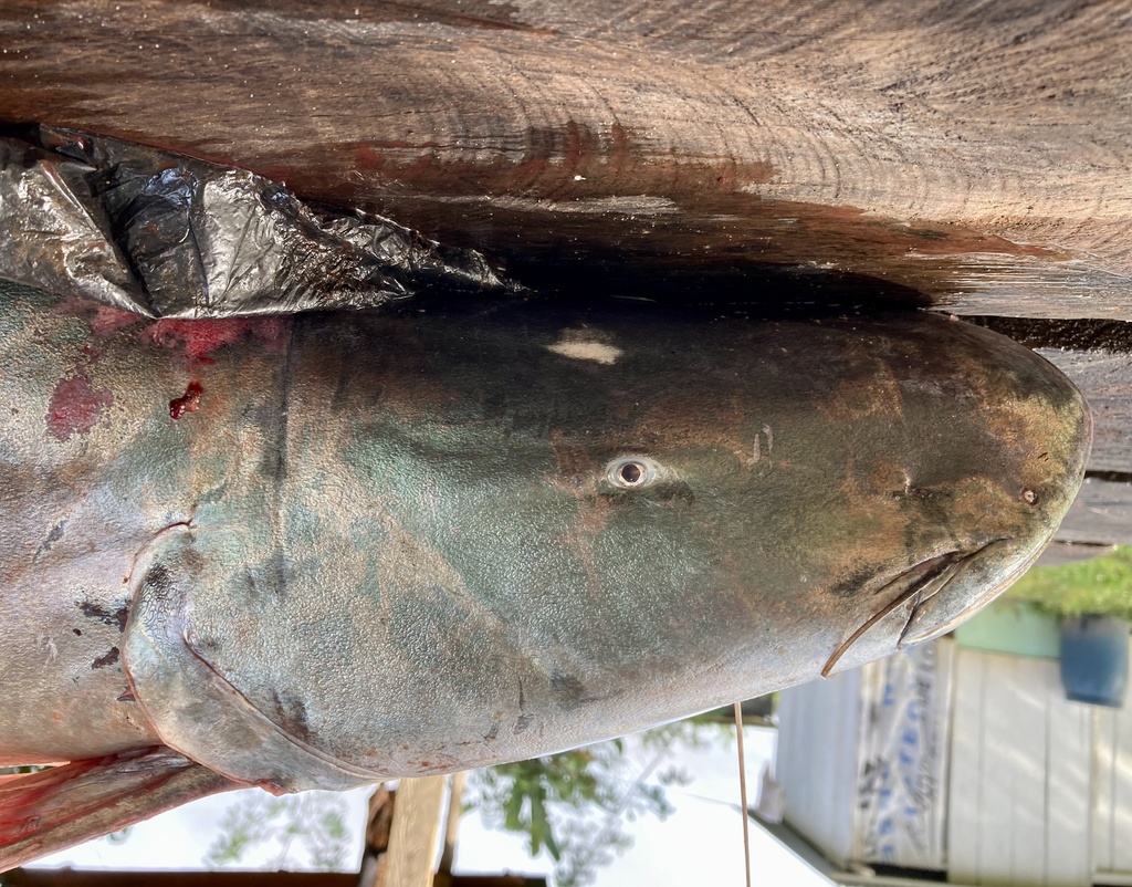 Gilded Catfish