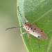 Pilose Milkweed Beetle - Photo (c) Steven Mlodinow, some rights reserved (CC BY-NC), uploaded by Steven Mlodinow
