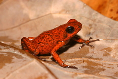Little-Devil Poison Frog photo 2