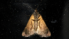 Dichromodes ainaria