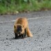 Japanese Marten - Photo (c) kishioka, some rights reserved (CC BY-NC)