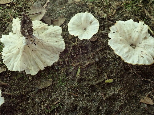 White Fan Fungus