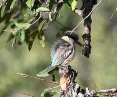 Striped Kingfisher photo 5
