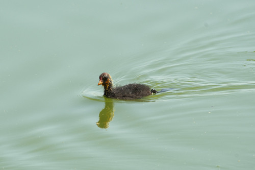 Eurasian Coot