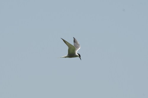 Common Tern