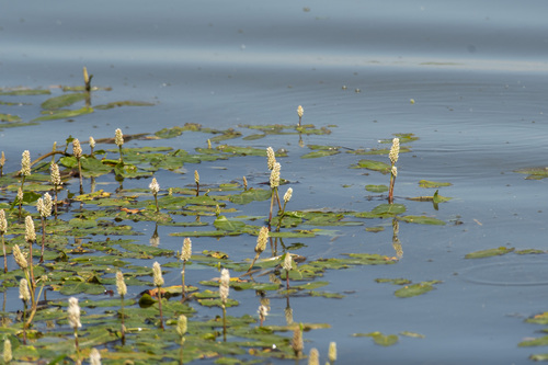 water smartweed