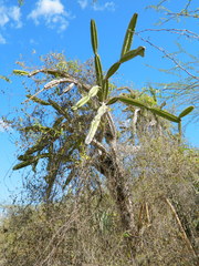 Leptocereus paniculatus