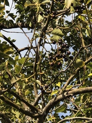 Magnoliopsida