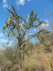 Leptocereus paniculatus