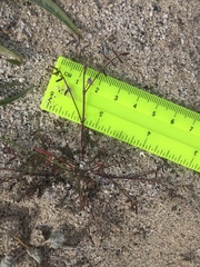 Astragalus nuttallianus cedrosensis