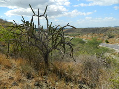 Leptocereus paniculatus
