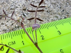 Astragalus nuttallianus cedrosensis