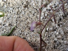 Astragalus nuttallianus cedrosensis