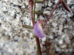 Astragalus nuttallianus cedrosensis