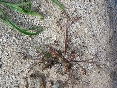 Astragalus nuttallianus cedrosensis