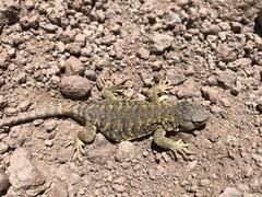 Molina's Lizard photo 4