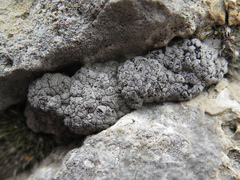 Placopyrenium caeruleopulvinum