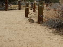 Sylvilagus audubonii