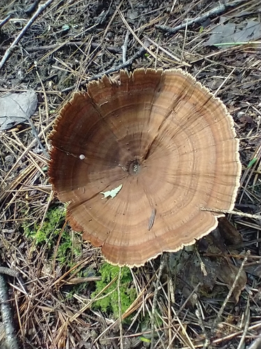 Coltricia perennis — (c) Tom Norton, some rights reserved (CC BY)