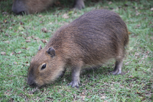 Capybara, photo 9 of 10