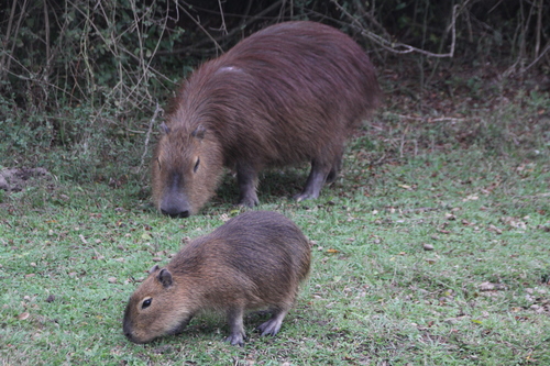Capybara, photo 8 of 10