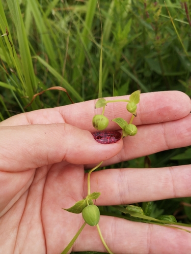 Codonopsis ussuriensis iNat (2)