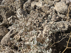 Tidestromia suffruticosa