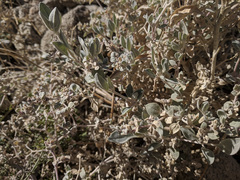 Tidestromia suffruticosa